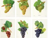 Six illustrations de grappes de raisin, dont un cepage rouge. Les raisins varient en couleur, du blanc au vert, puis au rouge et au violet foncé.