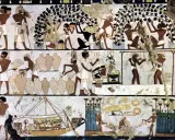 Fresque égyptienne : vendanges, foulage du raisin, mise en jarres et transport par bateau, scènes de l'invention du vin.
