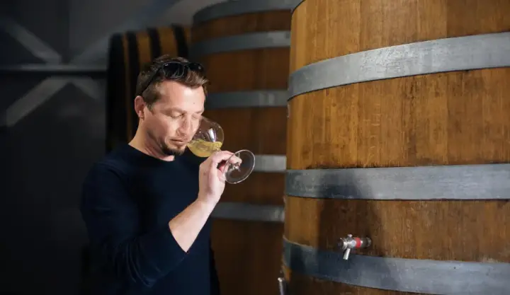 Un homme déguste un verre de vin blanc, peut-être un sauvignon sec ou moelleux, dans une cave à vin près de fûts en bois.